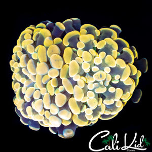 GOLDEN BRANCHING HAMMER