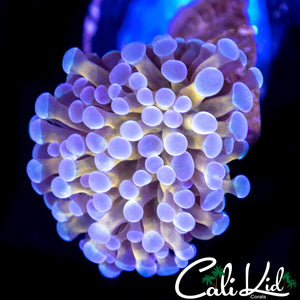 GOLDEN BRANCHING CRISTATA