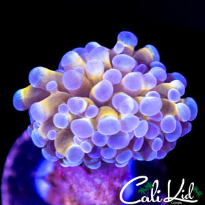 GOLDEN BRANCHING CRISTATA