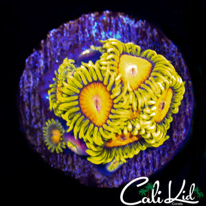 CK BRAZING CAJUN MINI COLONY