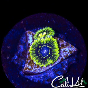EXOSPHERE DOUBLE