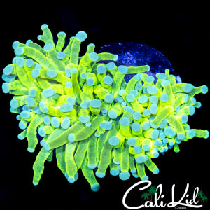 TEAL TIP GRAIL TORCH