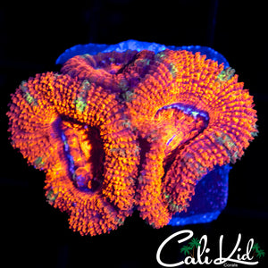 RAINBOW ACAN LORD TRIPLE