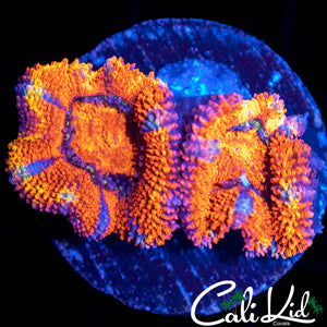 RAINBOW ACAN DOUBLE