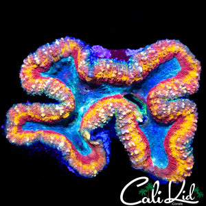 INSANE RAINBOW SYMPHYLLIA