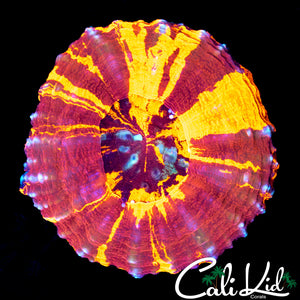 TRI COLOR SCOLY