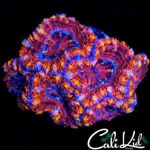 RAINBOW ACAN MINI COLONY