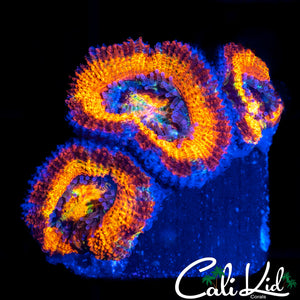 ULTIMATE RAINBOW ACAN TRIPLE