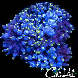 GHOST TIP ANEMONE