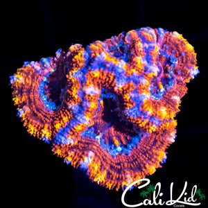 RAINBOW ACAN QUAD