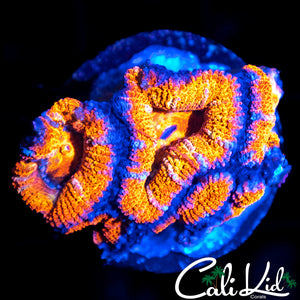 WHITE STRIPE ACAN MINI COLONY
