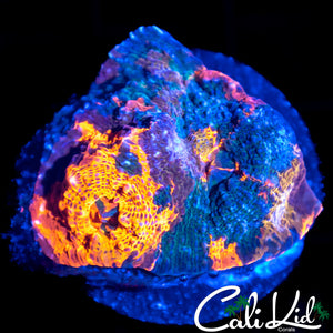 RAINBOW CHALICE CHUNK