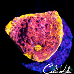 CK RAINBOW SOUL CHALICE