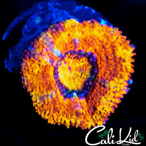 RAINBOW SPECKLED ACAN