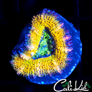 CK LEMON HEAD ACAN