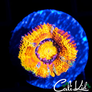 RAINBOW SPECKLED ACAN