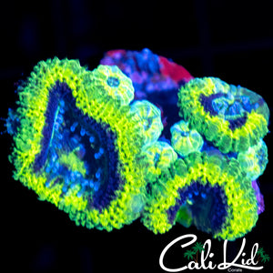 RASTA ACAN MINI COLONY