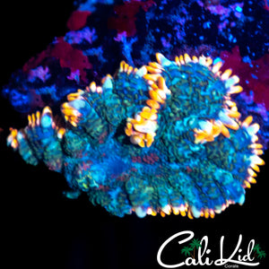 TRI COLOR RHODACTIS