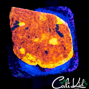 INDO RAINBOW CHALICE FRAG