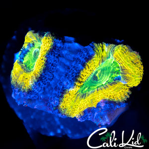 CK LEMON HEAD DOUBLE