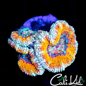 CREAMSICLE ACAN TRIPLE