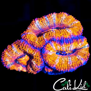 WHITE STRIPE ACAN TRIPLE