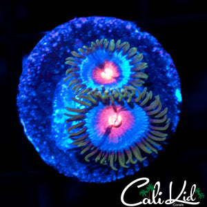 MIAMI VICE ZOA DOUBLE