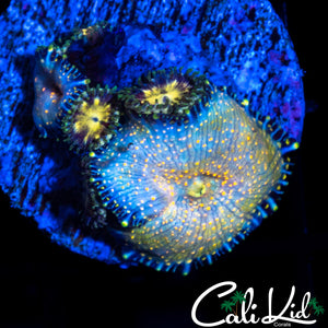 FRECKLED DISCO SHROOM DOUBLE