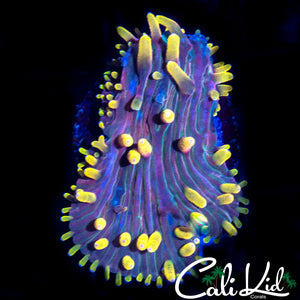 RAINBOW DIASERIS