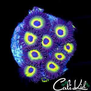 WE FORGOT THE NAME ZOA MINI COLONY