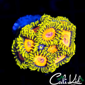 CK BLAZING CAJUN MINI COLONY