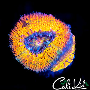 CK BANANA BOAT ACAN DOUBLE