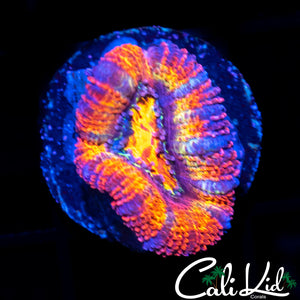 INSANE RAINBOW ACAN LORD