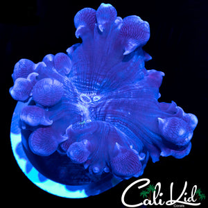 DARK KNIGHT BUBBLE CORAL