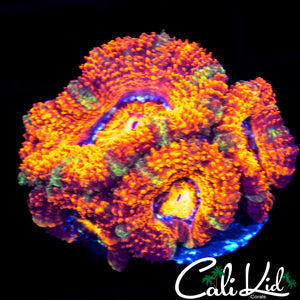 PATCHWORK TYPE ACAN QUAD