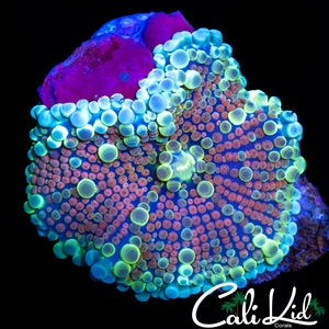 LARGE BUBBLE YUMA