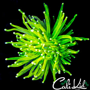 WHITE GHOST GRAIL TORCH