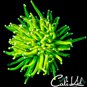 WHITE GHOST GRAIL TORCH