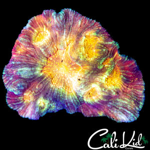 RAINBOW AUSTRALOMUSSA (DINNER PLATE SIZE)