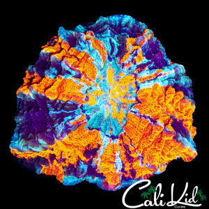 CRAZY PATTERN ACANTHO / MEAT CORAL