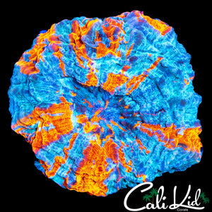 BEAUTIFUL PATTERN ACANTHO / MEAT CORAL
