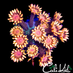 AQUACULTURED RAINBOW GONI