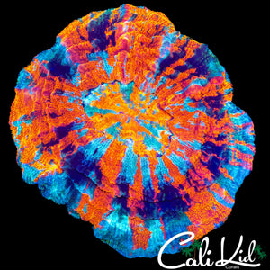 MULTI COLOR ACANTHO