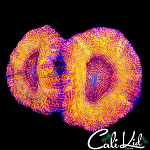 RARE DOUBLE ACAN MAXIMA