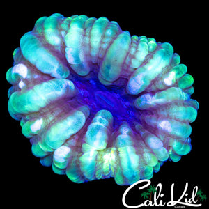 SOFT RAINBOW CYNARINA