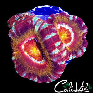 RAINBOW ASIAN ACAN TRIPLE