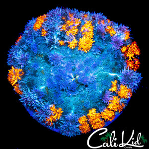 XL PIN CUSHION MUSHROOM