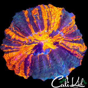 BEAUTIFUL ACANTHOPHYLLIA