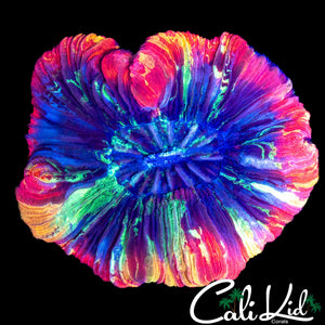 SMACK YO MOMMA TRACHY