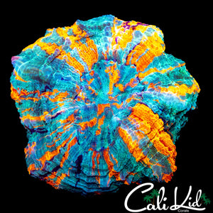 ULTIMATE ACANTHO / MEAT CORAL